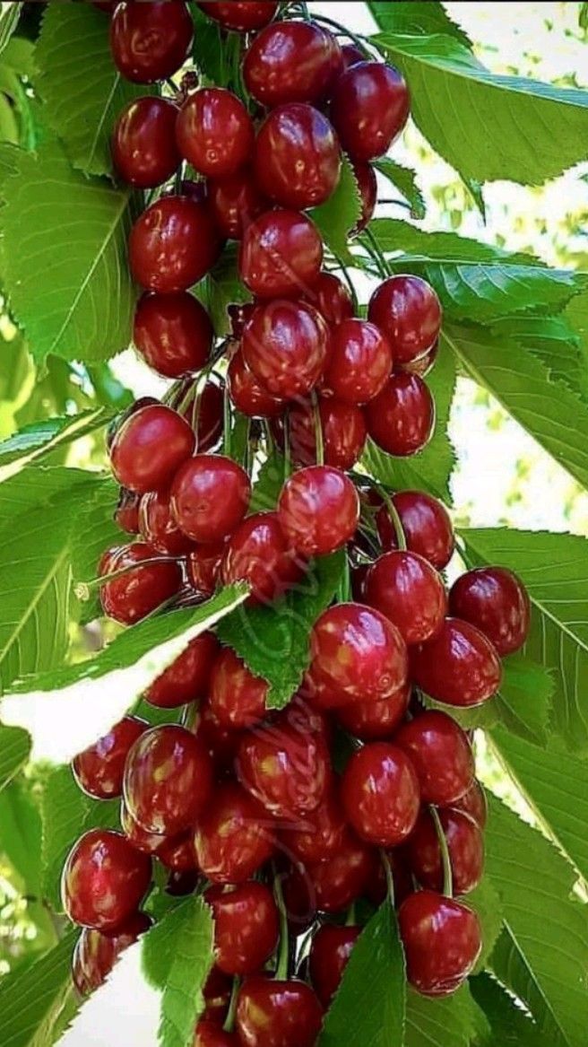 Regina KİRAZ FİDANI